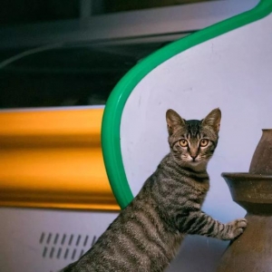 中国拍猫第一人 走遍全国拍了四万张流浪猫萌照