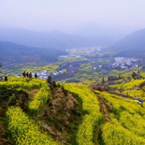 悄悄藏了3年的赏花地图 藏着刷屏到国外的绝美纯色